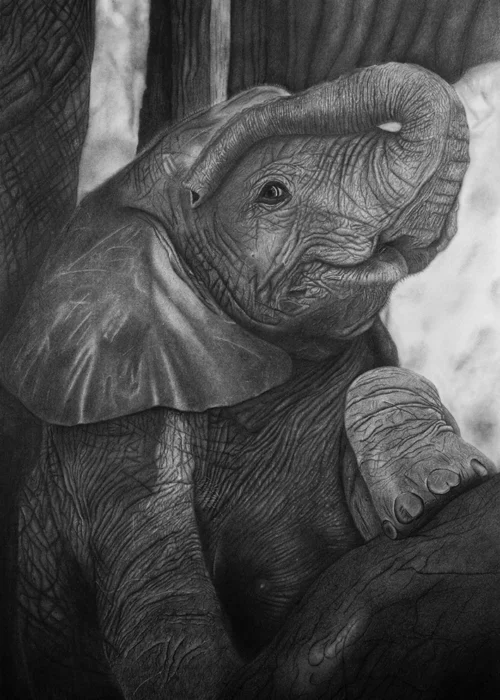 „Innocence“ hyperrealistische Bleistift- und Kohlezeichnung eines Elefantenbabys von Elena Weiskar, mit Fokus auf Textur, Nähe und berührender Sanftheit.