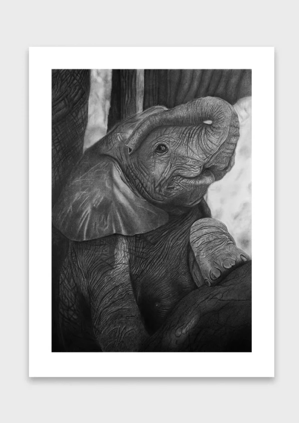 Kunstdruck der Bleistift- und Kohlezeichnung „INNOCENCE“ von Elena Weiskar mit Weißrand – detailreiche Darstellung eines Elefantenbabys als hochwertiger Fine Art Print